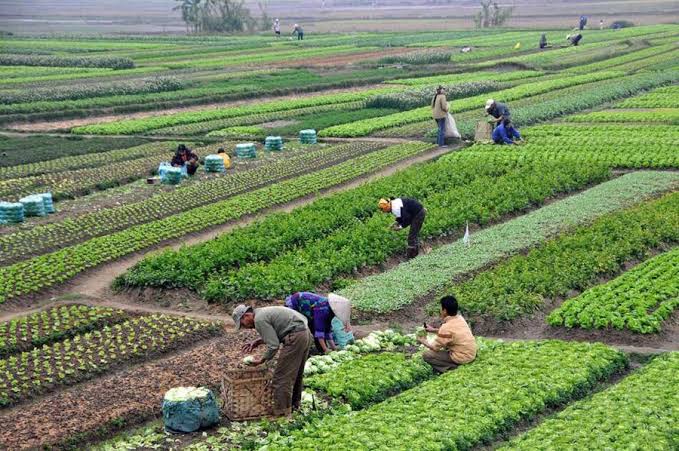 آموخته‌هایی از نپال: توسعه خوراک دام مبتنی بر پسماندهای کشاورزی